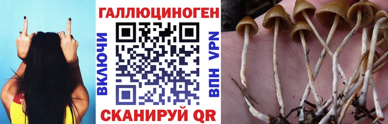 Галлюциногенные грибы Cubensis  кракен маркетплейс  Буйнакск 